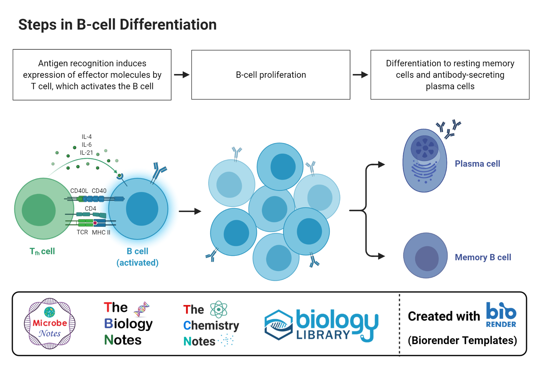 分化B细胞