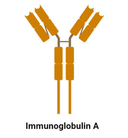 免疫球蛋白A（IgA）