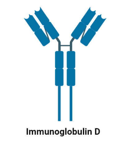 免疫球蛋白D（IGD）