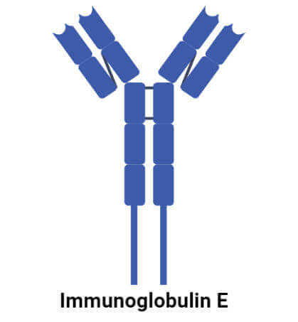 免疫球蛋白E (IgE)