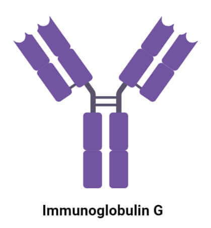 免疫球蛋白G（IgG）