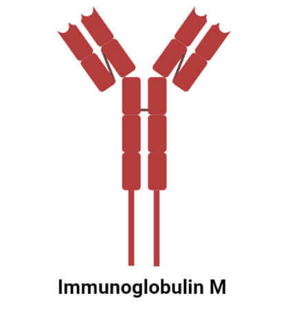 免疫球蛋白M (IgM)