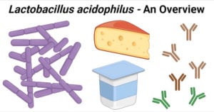 Lactobacillus acidophilus