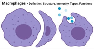 Macrophages