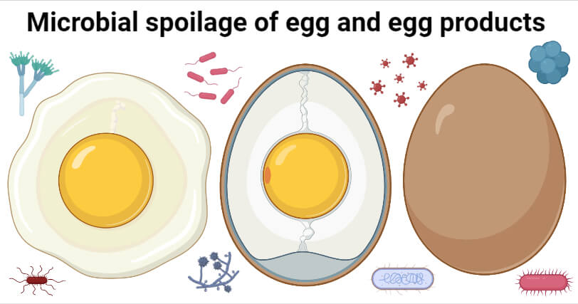 鸡蛋和蛋制品的微生物腐败