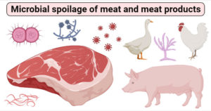 微生物腐败肉类和肉类产品