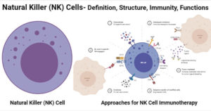 自然杀伤（NK）细胞