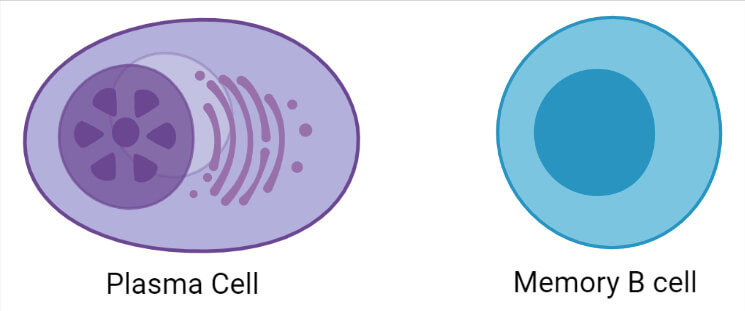 浆细胞和记忆B细胞