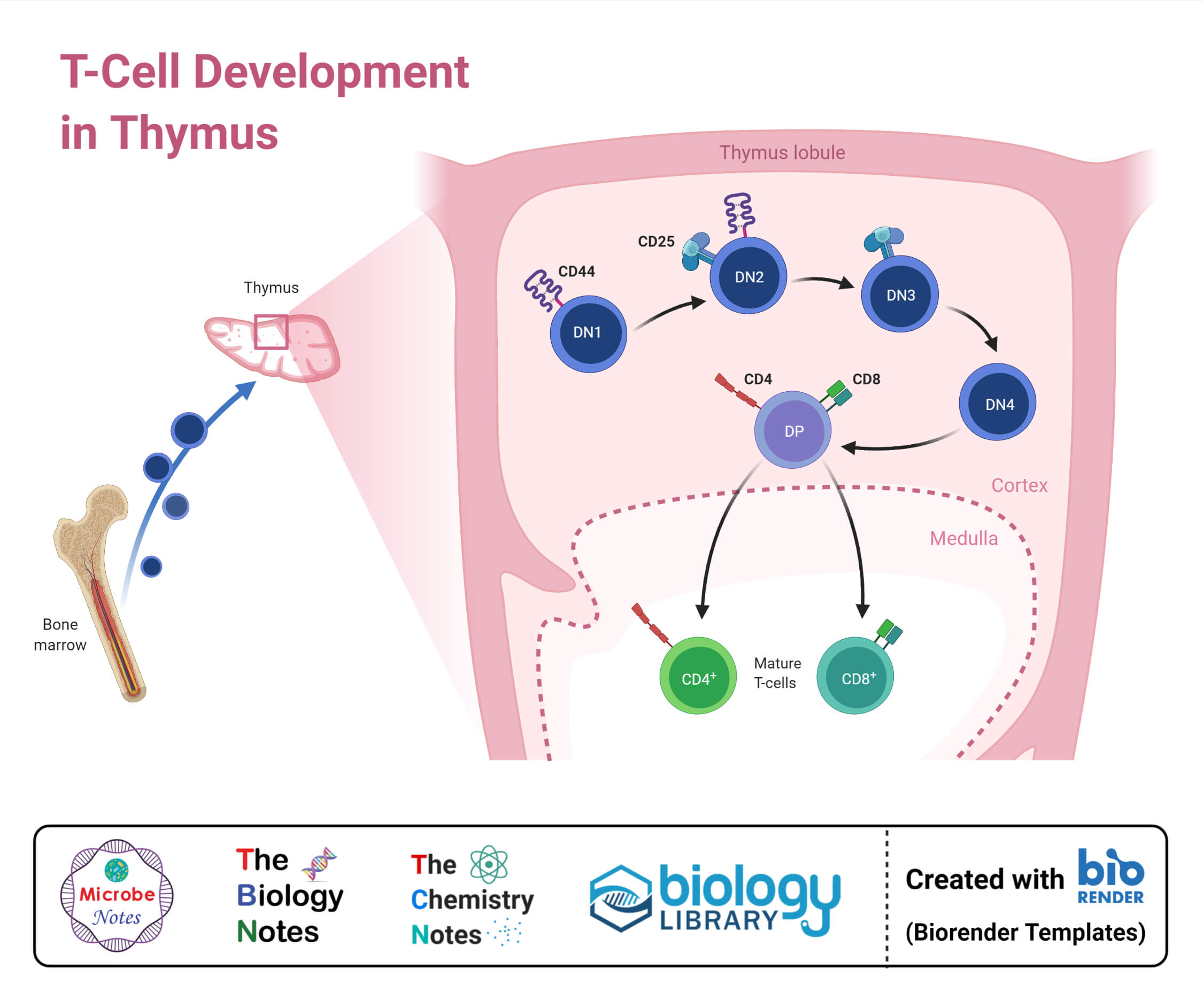 胸腺中的T细胞发育