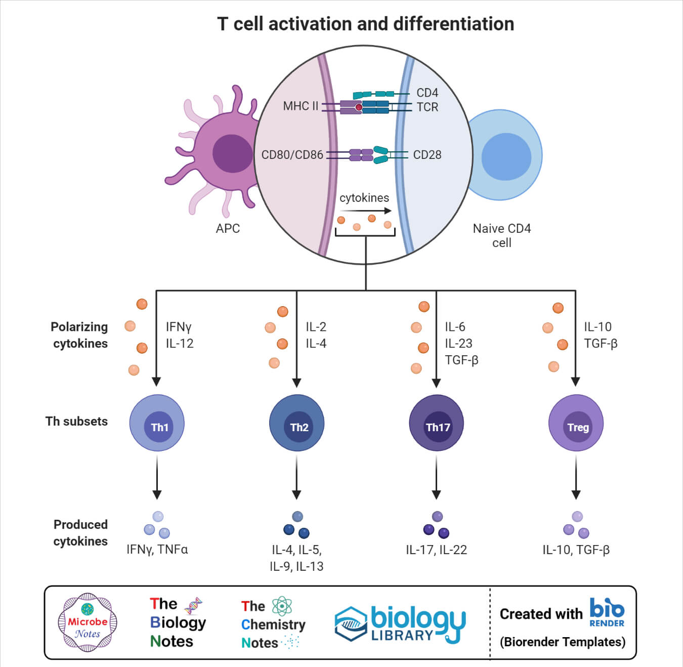T细胞激活和分化