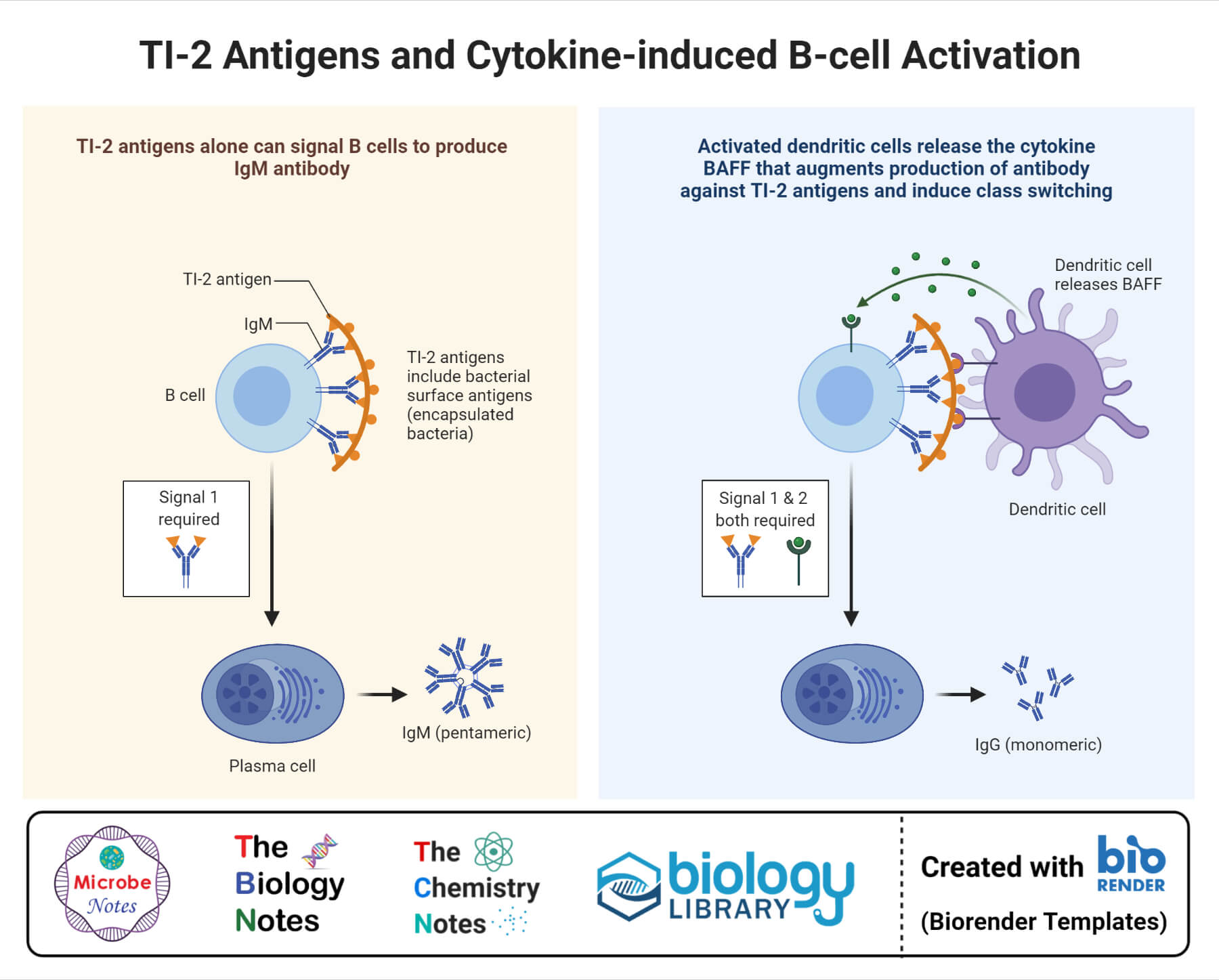 Ti-2抗原和细胞因子诱导的B细胞活化