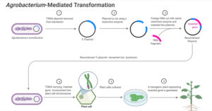 农杆菌介导的植物基因转移(转化