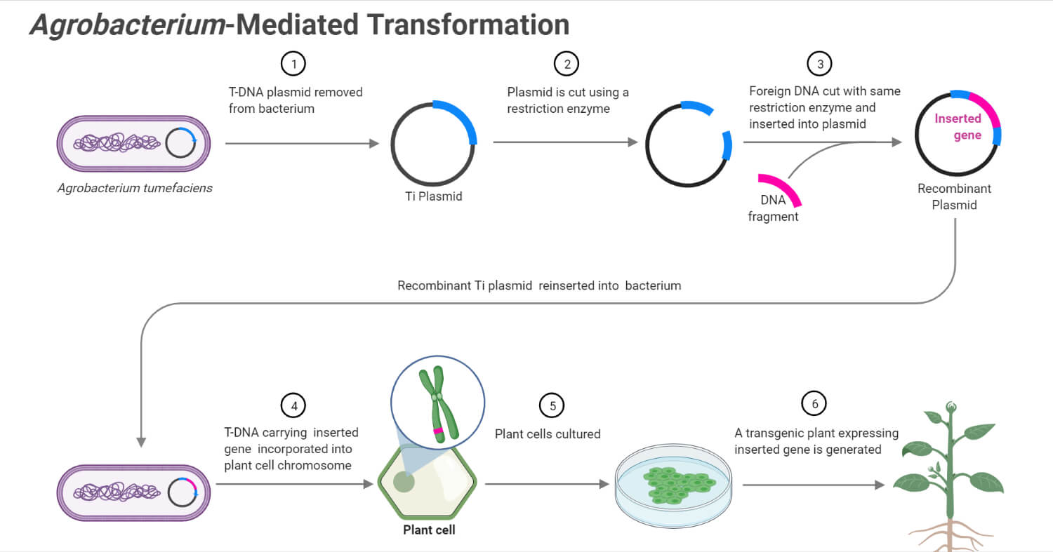 农杆菌介导的植物基因转移(转化