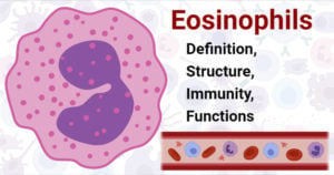 Eosinophils