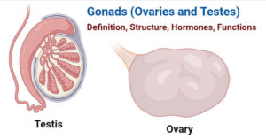 性腺(卵巢和睾丸)