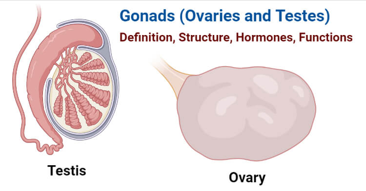 Gonads（卵巢和睾丸）
