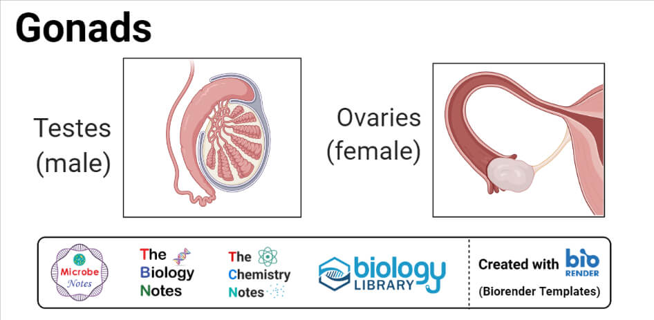 生殖腺-睾丸和卵巢