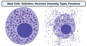 Mast Cells