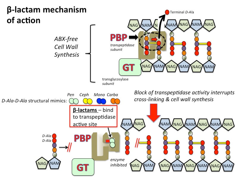 β-内酰胺抗生素的作用机制。
