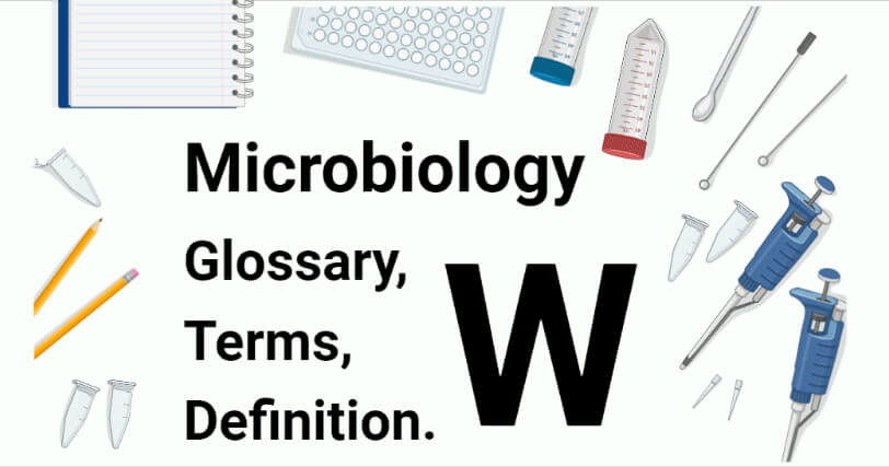 微生物学相关词汇表，术语和定义W