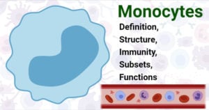 Monocytes