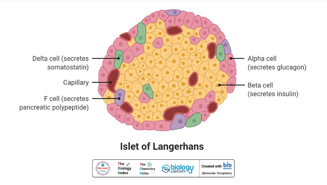 Langerhans的胰岛
