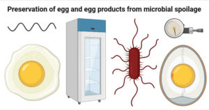 鸡蛋及蛋制品的保鲜，防止微生物变质