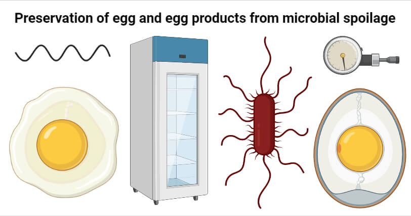 从微生物腐败保存鸡蛋和蛋产品