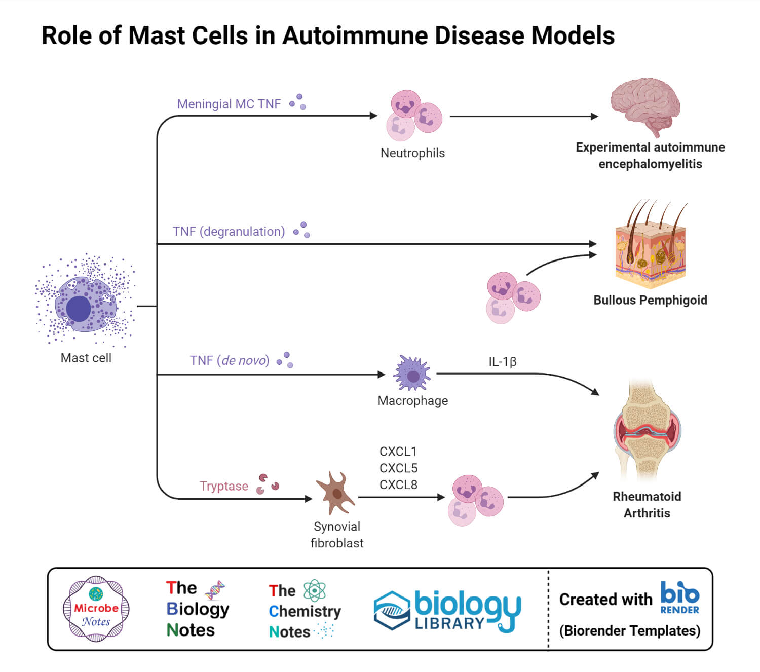 肥大细胞在自身免疫性疾病模型中的作用