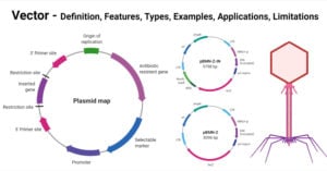 Vector- Definition, Features, Types, Examples, Applications