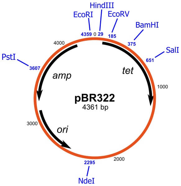 pBR322向量