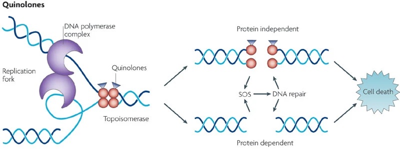 DNA合成抑制剂的作用机制