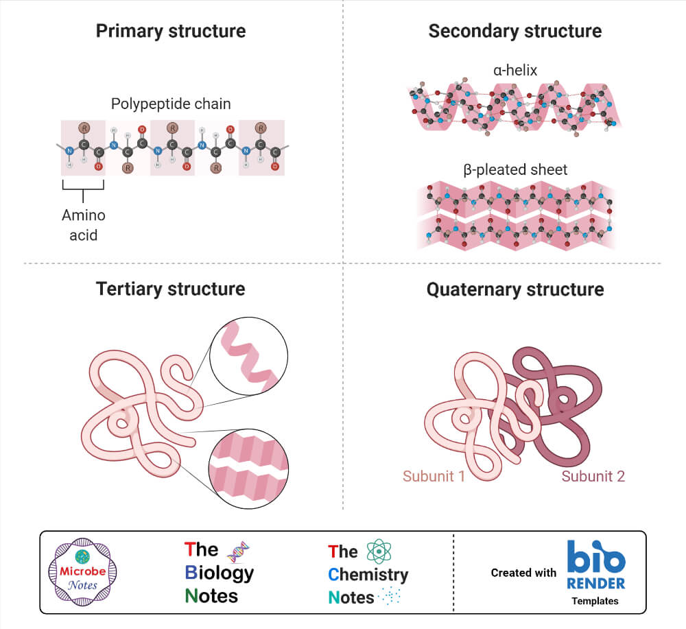 Protein Structure- primary, secondary, tertiary, and quarternary