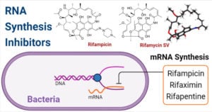 RNA合成抑制剂-利福霉素