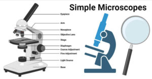 简单的显微镜