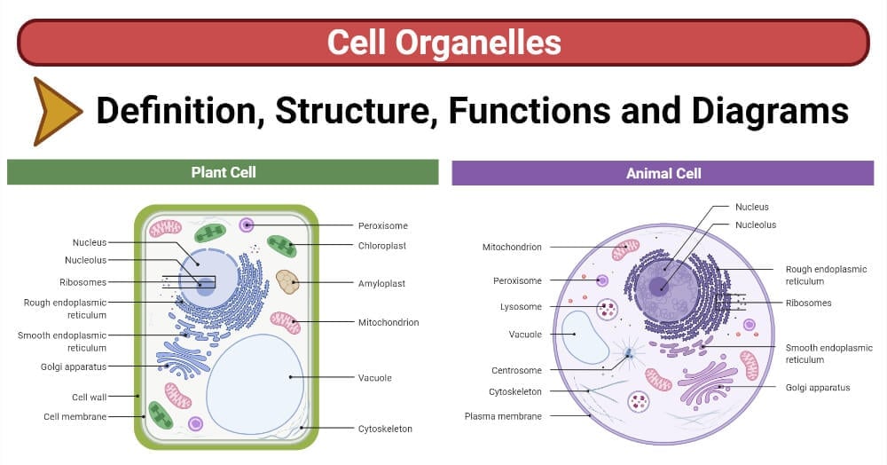 细胞Organelles (Plant and Animal)- Structure, Functions, Diagrams