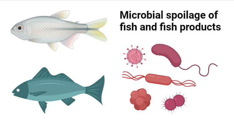 鱼类及其制品的微生物腐败及其保存