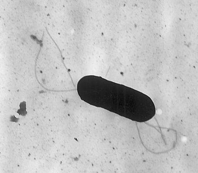 一种有鞭毛的单核增生李斯特菌的电子显微照片