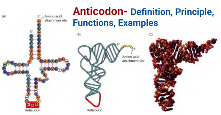 Anticodon- Definition, Principle, Functions, Examples