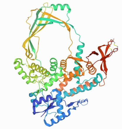 I型拓扑异构酶结构