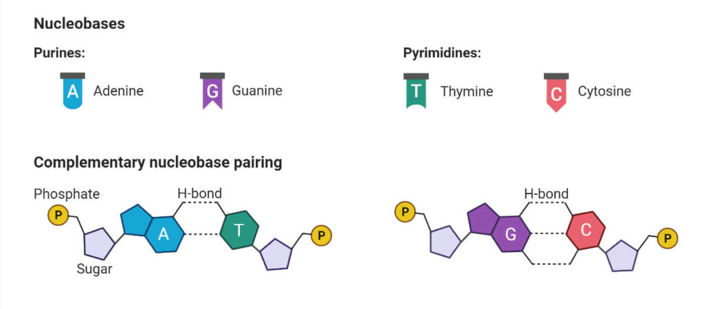 核苷 - 嘌呤和嘧啶的类型