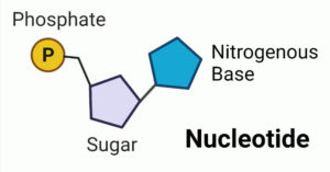 核苷酸