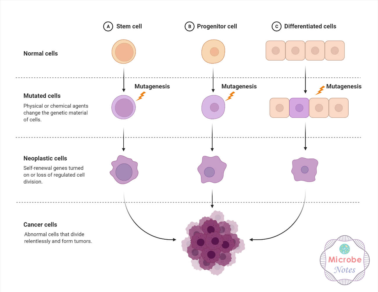 体细胞突变实例-癌症的发展