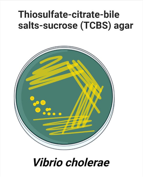 TCBS琼脂上的霍乱弧菌