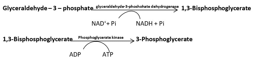 substrate-linked氧化磷酸化