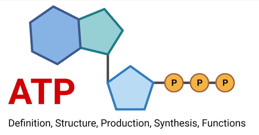 ATP-定义，结构，生产，合成，功能