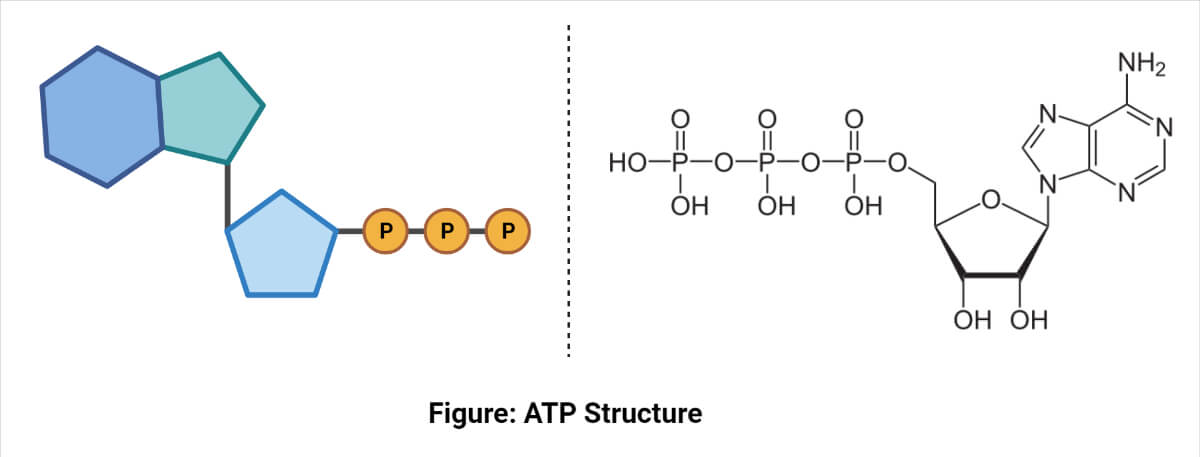 ATP结构