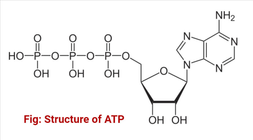ATP结构