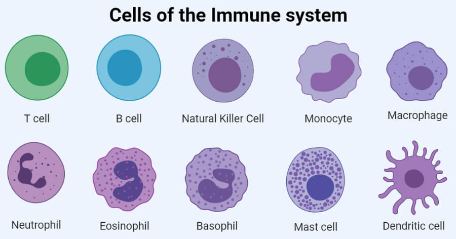 免疫系统的细胞