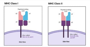 一类MHC分子和二类MHC分子